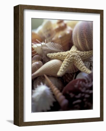 Tropical Shells-Michele Westmorland-Framed Photographic Print