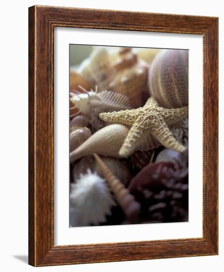 Tropical Shells-Michele Westmorland-Framed Photographic Print