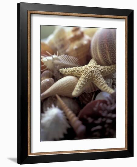 Tropical Shells-Michele Westmorland-Framed Photographic Print