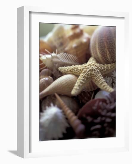 Tropical Shells-Michele Westmorland-Framed Photographic Print