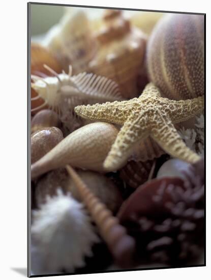 Tropical Shells-Michele Westmorland-Mounted Photographic Print