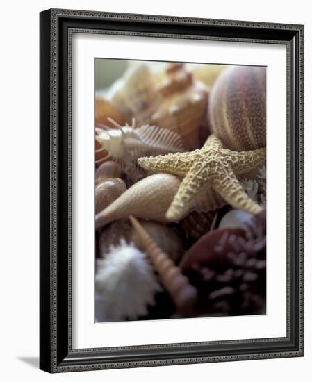 Tropical Shells-Michele Westmorland-Framed Photographic Print