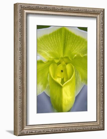 Tropical Slipper Orchid-Jim Engelbrecht-Framed Photographic Print