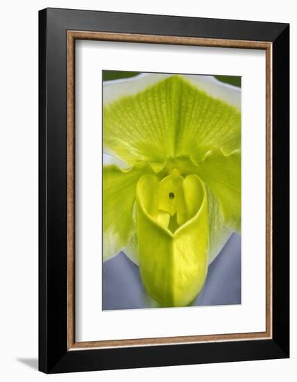 Tropical Slipper Orchid-Jim Engelbrecht-Framed Photographic Print