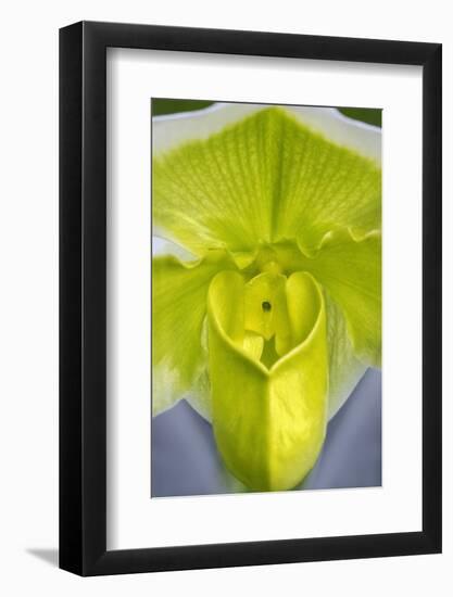 Tropical Slipper Orchid-Jim Engelbrecht-Framed Photographic Print