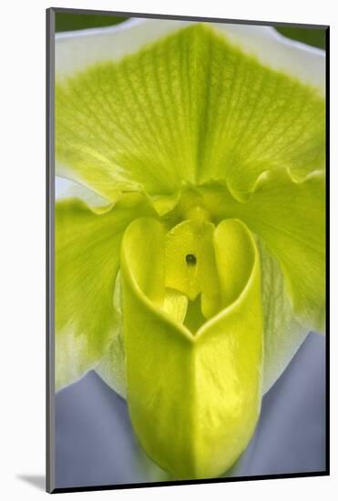 Tropical Slipper Orchid-Jim Engelbrecht-Mounted Photographic Print