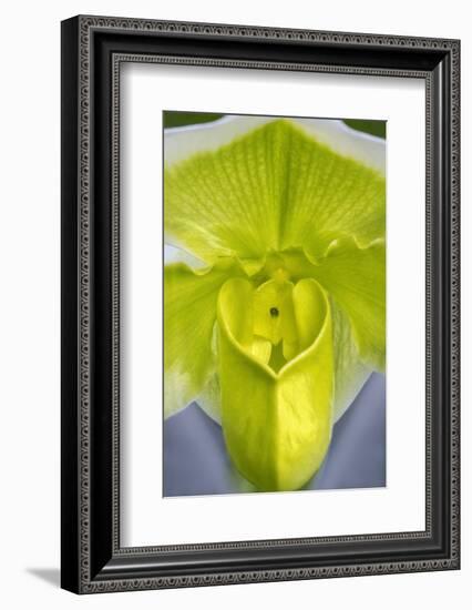 Tropical Slipper Orchid-Jim Engelbrecht-Framed Photographic Print