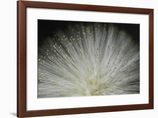 Tropical Stars-Gaetan Caron-Framed Giclee Print