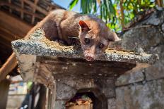 Tame Luwak Sitting on Temple Top - Wild Viverra Living in Forests on Bali Island, Make Most Expensi-Tropical studio-Photographic Print
