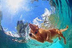 Funny Little Child Play with Fun and Train Golden Labrador Retriever Puppy in Swimming Pool, Jump A-Tropical studio-Photographic Print