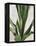 Tropical Study III-Julia Purinton-Framed Stretched Canvas