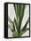 Tropical Study III-Julia Purinton-Framed Stretched Canvas