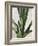 Tropical Study III-Julia Purinton-Framed Art Print