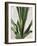 Tropical Study III-Julia Purinton-Framed Art Print