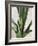 Tropical Study III-Julia Purinton-Framed Art Print