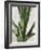 Tropical Study III-Julia Purinton-Framed Art Print