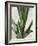 Tropical Study III-Julia Purinton-Framed Art Print