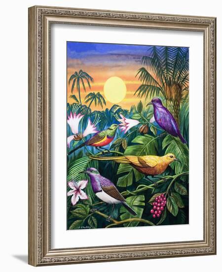 Tropical Sunbirds-John Chalkley-Framed Giclee Print