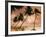 Tropical Sunset, Bridgetown, Barbados, West Indies, Caribbean, Central America-Angelo Cavalli-Framed Photographic Print