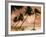 Tropical Sunset, Bridgetown, Barbados, West Indies, Caribbean, Central America-Angelo Cavalli-Framed Photographic Print