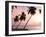 Tropical Sunset, Bridgetown, Barbados, West Indies, Caribbean, Central America-Angelo Cavalli-Framed Photographic Print