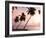 Tropical Sunset, Bridgetown, Barbados, West Indies, Caribbean, Central America-Angelo Cavalli-Framed Photographic Print