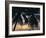 Tropical Sunset Framed by Palm Trees, Cayman Islands, West Indies, Central America-Ruth Tomlinson-Framed Photographic Print