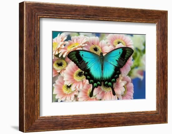 Tropical Swallowtail Butterfly, Papilio larquinianus on pink Gerber Daisies-Darrell Gulin-Framed Photographic Print