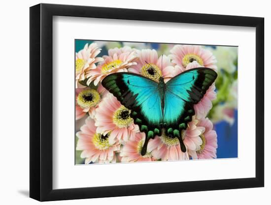 Tropical Swallowtail Butterfly, Papilio larquinianus on pink Gerber Daisies-Darrell Gulin-Framed Photographic Print