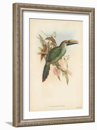 Tropical Toucans I-John Gould-Framed Art Print
