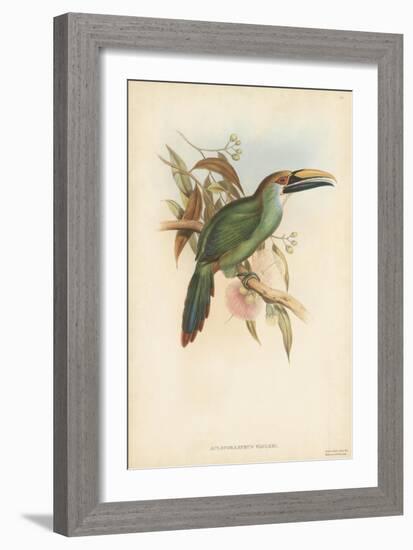 Tropical Toucans I-John Gould-Framed Art Print