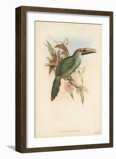 Tropical Toucans I-John Gould-Framed Art Print