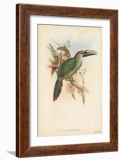 Tropical Toucans I-John Gould-Framed Art Print