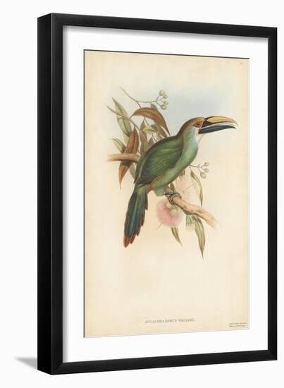 Tropical Toucans I-John Gould-Framed Art Print
