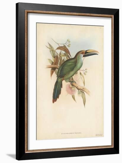 Tropical Toucans I-John Gould-Framed Art Print