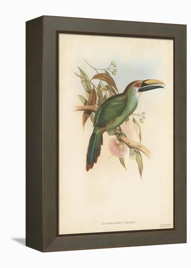 Tropical Toucans I-John Gould-Framed Stretched Canvas