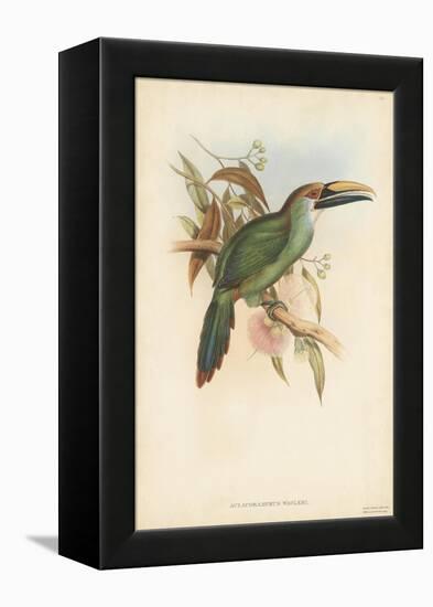 Tropical Toucans I-John Gould-Framed Stretched Canvas