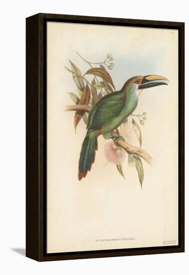 Tropical Toucans I-John Gould-Framed Stretched Canvas