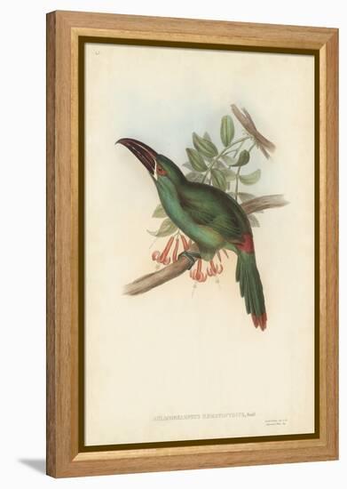 Tropical Toucans II-John Gould-Framed Stretched Canvas