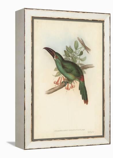 Tropical Toucans II-John Gould-Framed Stretched Canvas