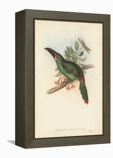 Tropical Toucans II-John Gould-Framed Stretched Canvas