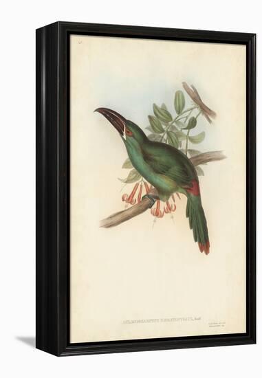 Tropical Toucans II-John Gould-Framed Stretched Canvas