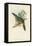 Tropical Toucans II-John Gould-Framed Stretched Canvas