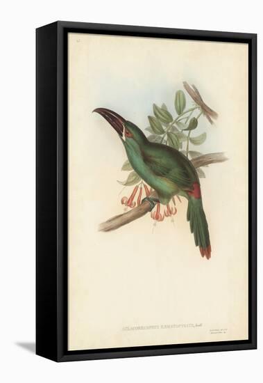 Tropical Toucans II-John Gould-Framed Stretched Canvas