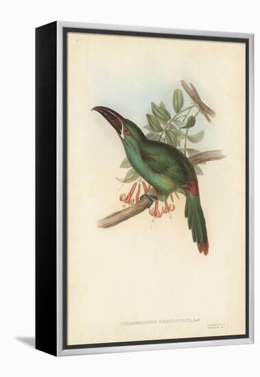 Tropical Toucans II-John Gould-Framed Stretched Canvas