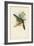Tropical Toucans II-John Gould-Framed Art Print