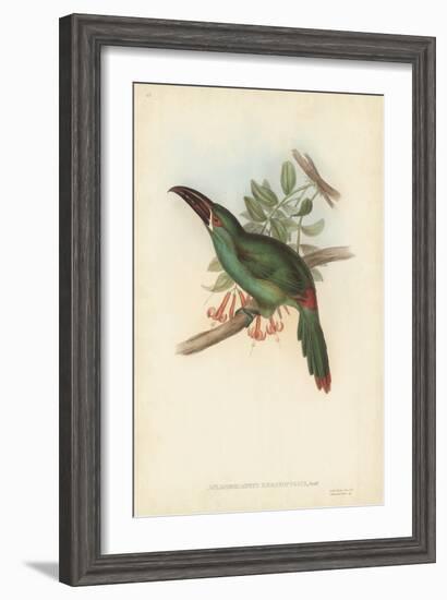 Tropical Toucans II-John Gould-Framed Art Print