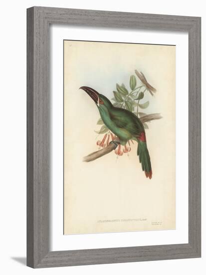 Tropical Toucans II-John Gould-Framed Art Print