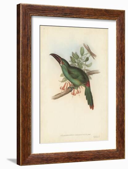 Tropical Toucans II-John Gould-Framed Art Print