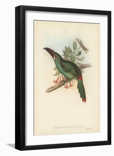 Tropical Toucans II-John Gould-Framed Art Print